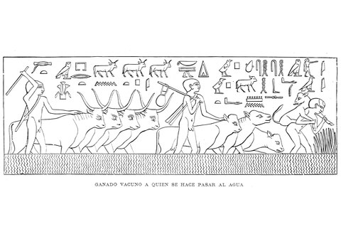 Ancient Egyptian Depiction Of Buffalo Herd At Waterhole Coloring Page